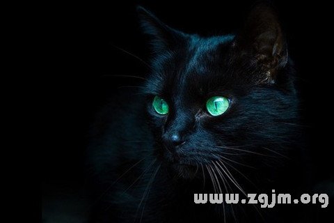 梦见浑身是血的黑猫