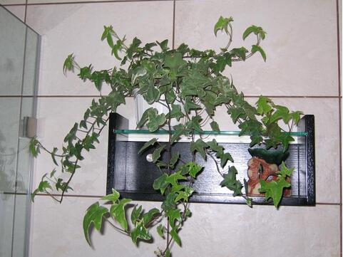 厕所的风水植物摆放禁忌(图1)