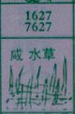 咸水草(图1)