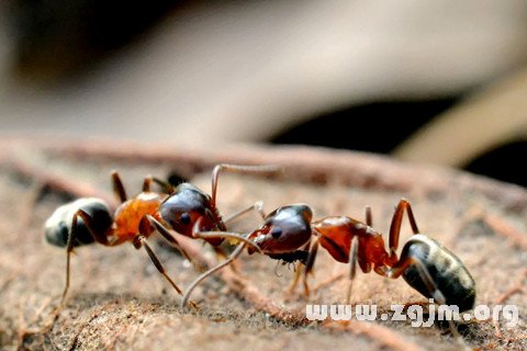 梦见两只蚂蚁打架