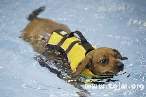 梦见狗在游泳