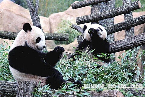 梦见熊猫