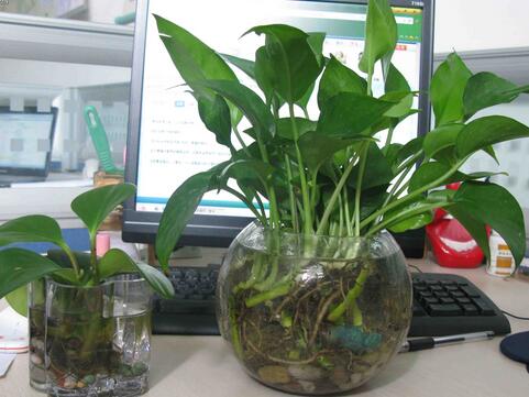 办公桌上植物摆放风水