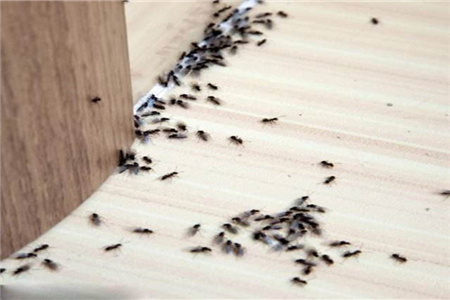 【民俗】家里出现蚂蚁预示什么？莫忽视