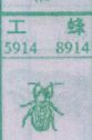 工蜂(图1)