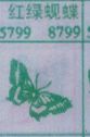 红绿蚬蝶(图1)