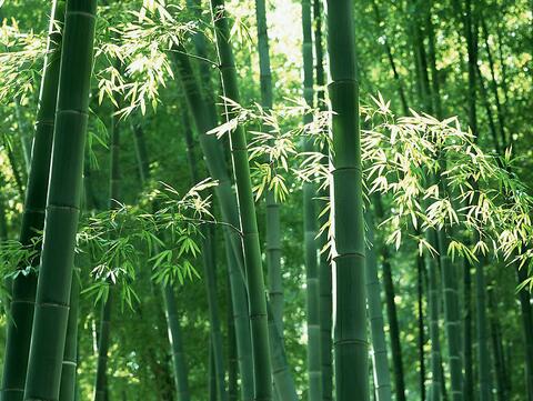 家里种竹子的风水作用和禁忌(图1)