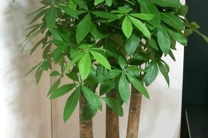 十种旺财又旺宅的室内盆栽  最适合室内养的绿植(图3)