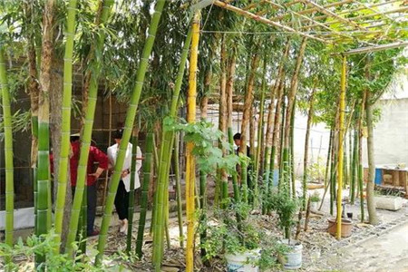 【民俗】竹子在院子哪个方位好 竹子栽在住宅的哪里好